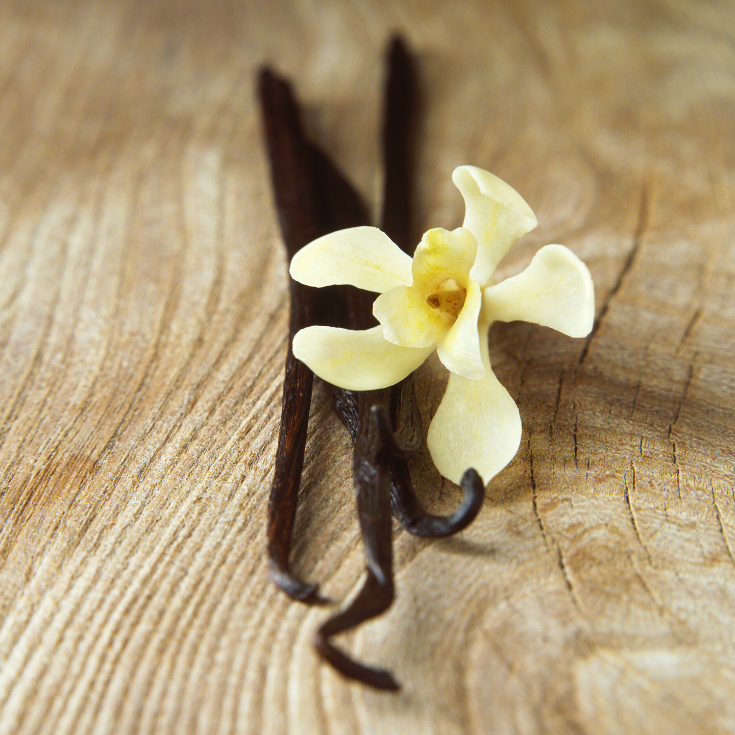 Cocoon and Joy Univers gold vanilla